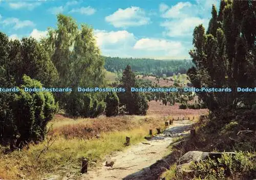 D270452 Blick auf Wald Anco