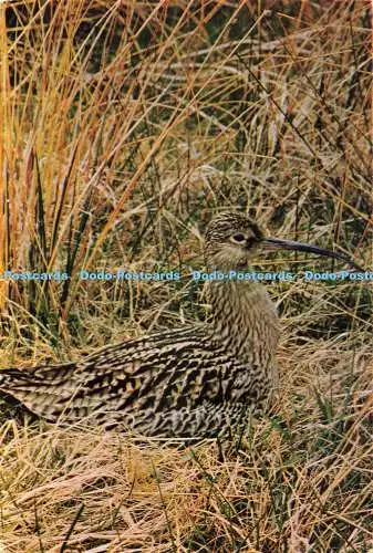 D264289 Curlew J Arthur Dixon M L Smith