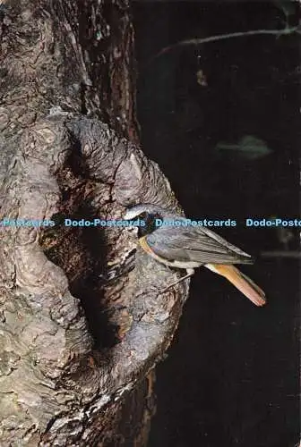 D264290 Common Redstart J Arthur Dixon Eric Hosking