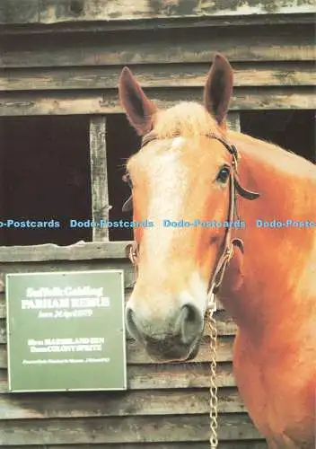 D264309 Suffolk Museum of East Anglian Life Suffolk Punch Remus At The Museum Si