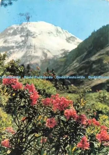 D264376 Rostblättrige Alpenrose Risch Lau 1971