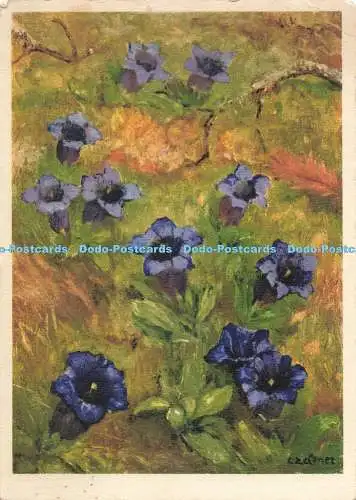 D269529 Entianaceae Gentiana Acaulis b Stengelloser Enzian J et C Zeltner 1936
