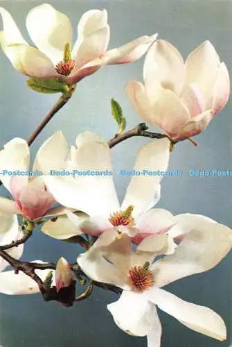 D269550 Magnolia J Arthur Dixon
