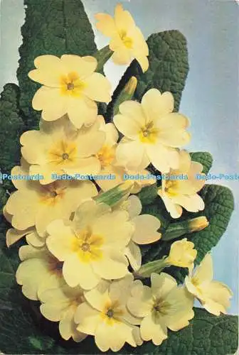 D269551 Primel lateinischer Name Primula Vulgaris J Arthur Dixon