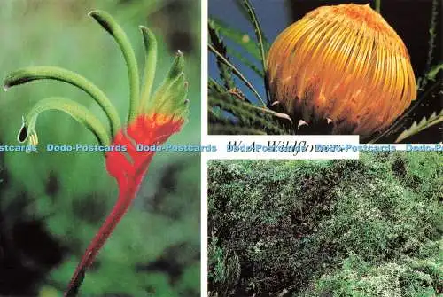D266410 W A Wildblumen rot und grün Kängurutatze auffällig Dryandra Rolsh Producti