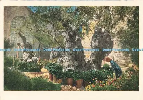 D266555 Jerusalem Gethsemane bei Tag Aufkommen Paul Hommel