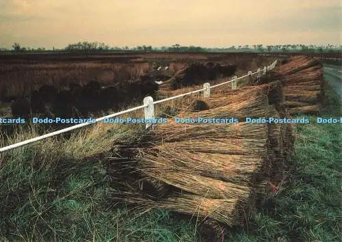 D265570 Blythburgh Reed Bundles Chapter and Verse Suffolk Preservation Society T