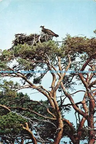 D269942 Osprey at Garten Eyrie J Arthur Dixon Stanley C Porter