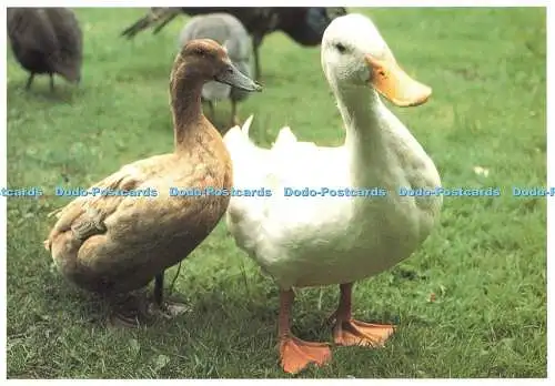 D266816 Treffen Sie die Frau Englische Lake District Patrick Cleary Sammlung Pat Cleary