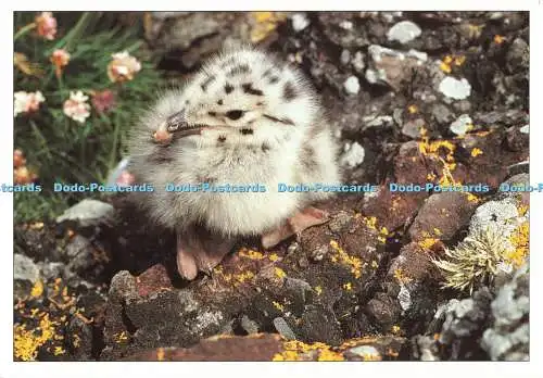 D266826 Heringsmöwe Küken Firtree Publishing Ltd Scottish Collection Dennis Har