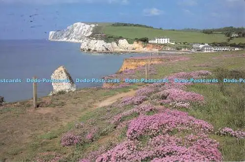 D266828 Isle of Wight Thrift at Freshwater Bay J C B Imaging Rod und Eve Hannon