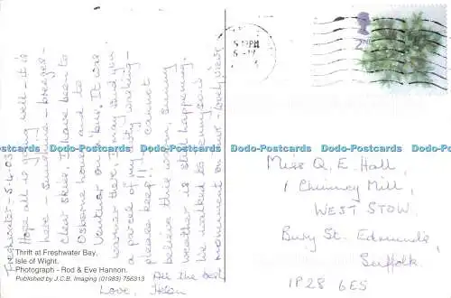 D266828 Isle of Wight Thrift at Freshwater Bay J C B Imaging Rod und Eve Hannon