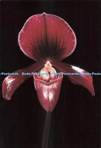 D270235 Jersey Eric Young Orchid Foundation Trinity Channel Drucker