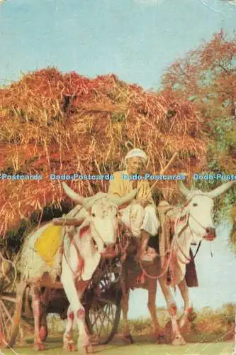 D272099 Indien Ochsenwagen mit einer Ladung Gras ein indischer Bauer geht zum