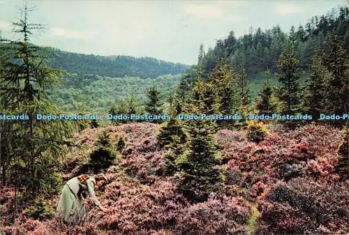 D265543 Heidekraut in Schottland Berghänge der Highlands sind reich bekleidet mit