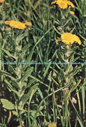 D270362 Common Fleabane British Museum Natural History G A Matthews