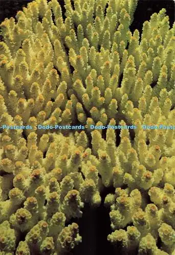 D270368 Australien Acropora sp British Museum Natural History