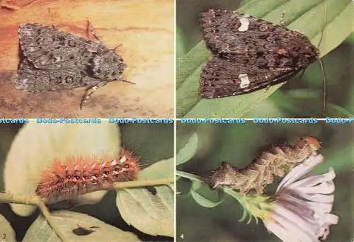 D272242 British Butterflies and Moths The Knot Grass British Museum Natural Hist