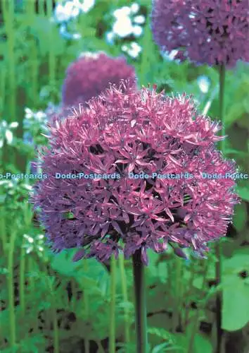 D270373 Sommerzwiebeln BBC Gardeners World Magazin Neil Campbell Sharp