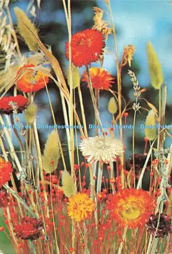 D272244 Wiesenblumen C y Z