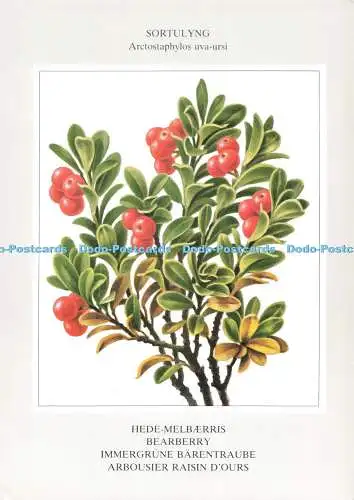 D272249 Sortulyng Bearberry Post Og Simmalastofnunin