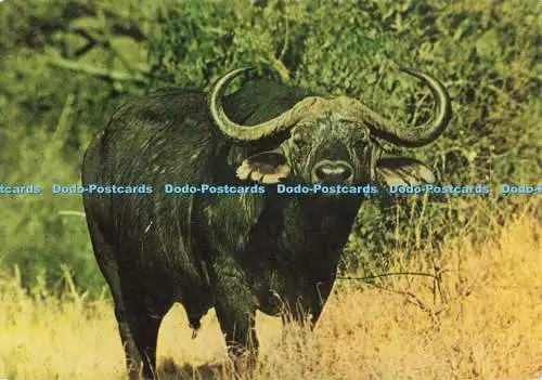 D265624 Buffalo East Africa Frank Ltd RP