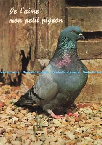 D272284 Je time Mom Petit Pigeon Collection Orion