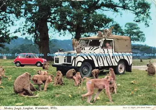 D267168 Wilts Warminster Longleat Monkey Jungle John Hinde Ltd E Nagele 1972