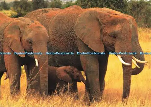 D267172 20 illegale Elfenbeinschmuggelrouten zwischen Kenia und Tansania identifiziert