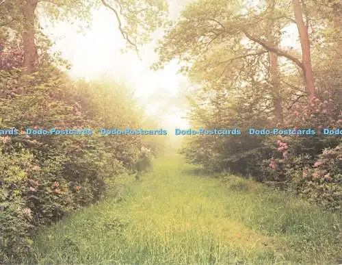 D267207 Blick auf den Wald Erstes Licht Richard Kraus