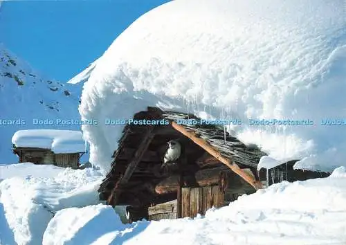 D26561 Hochwinter im Berner Oberland Hans Schmocker Nr 46 2001