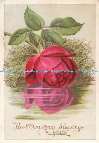 D265798 Best Christmas Blessings be Yours Rose