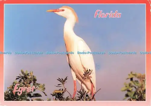 D267320 Florida Egret John Hinde Ltd Michael Turco 1994