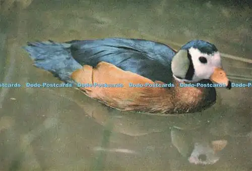 D270581 Afrikanische Zwerggans beim Wildvögel-Trust J Arthur Dixon W W Roberts