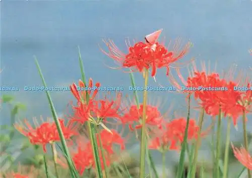 D265875 Higanbana Tapeten C D C