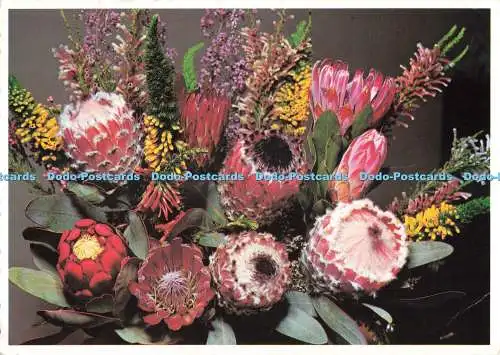 D267616 Bouquet of Protea and Heath Arthur English Prints 1980