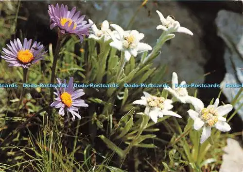 D270869 Leontopodium Alpinum Aster Alpinus Stehli