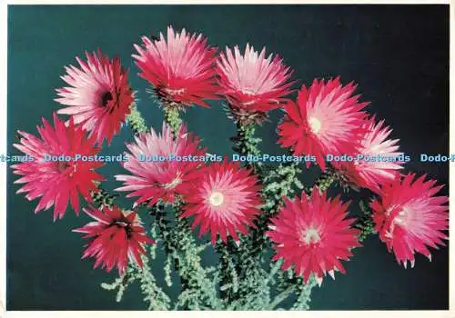 D270872 Phoenacomo Prolifera Arthur englische Farbdrucker