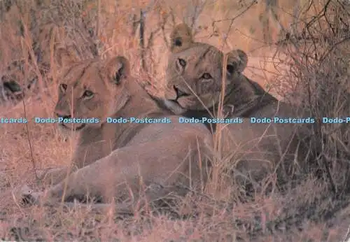 D272742 Simbabwe Lioness Hwange Panthera Leo Tourist Promotion in Africa Ltd Ala