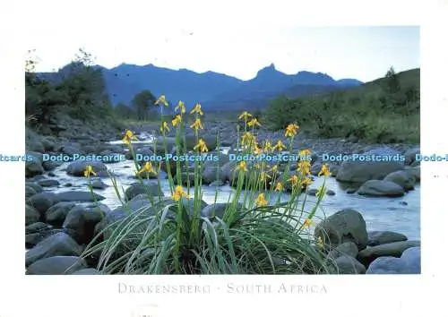 D266122 Drakensberg Südafrika A Golden Vlei Iris Art Publishers Ltd John Hone