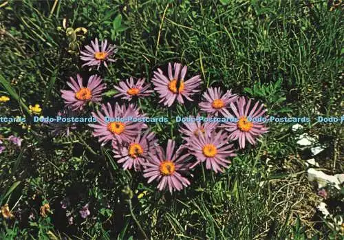 D266134 Aster Alpinus Meve