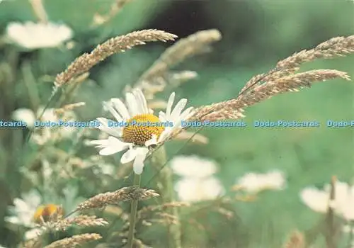 D266234 Ox Eye Daisy British Wild Flowers J Arthur Dixon Ltd Su Gooders