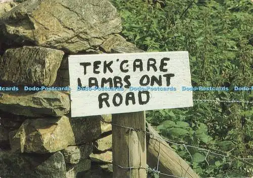 D266237 Tek Care Lambs Ont Road Peter Pedley Postkarten