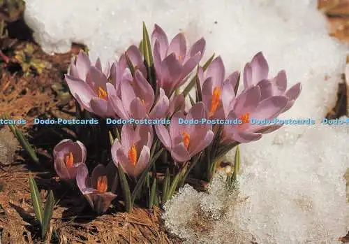 D272860 Federkrokus Stehli Nr 2446