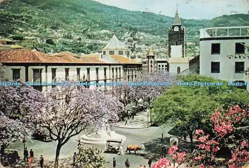 D267878 Madeira blühende Jacaranda Bäume im Zentrum der Stadt J Arthur Dix