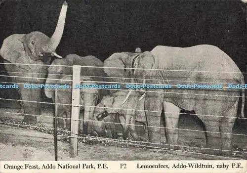 D267942 Orange Feast Addo National Park Lawlers M Serie Kopiereg
