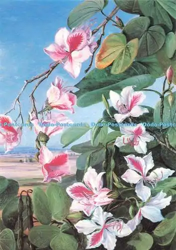 D271322 Laub Blumen und Früchte der Bauhinia Gemälde Nr 221 aus der Marianne