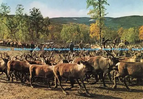 D268151 Schweden I Renhagen Lappland Grundlunds Foto