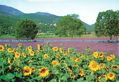 D268159 Les Belles Images De Provence Tournesols et Champ de Lavande G A L 1991