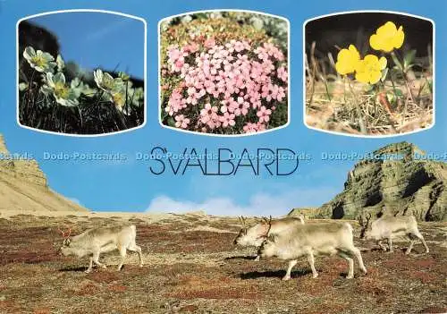 D268219 Svalbard Flora og Fauna To Foto Odd Ivar Ruud 1990 Multi View
